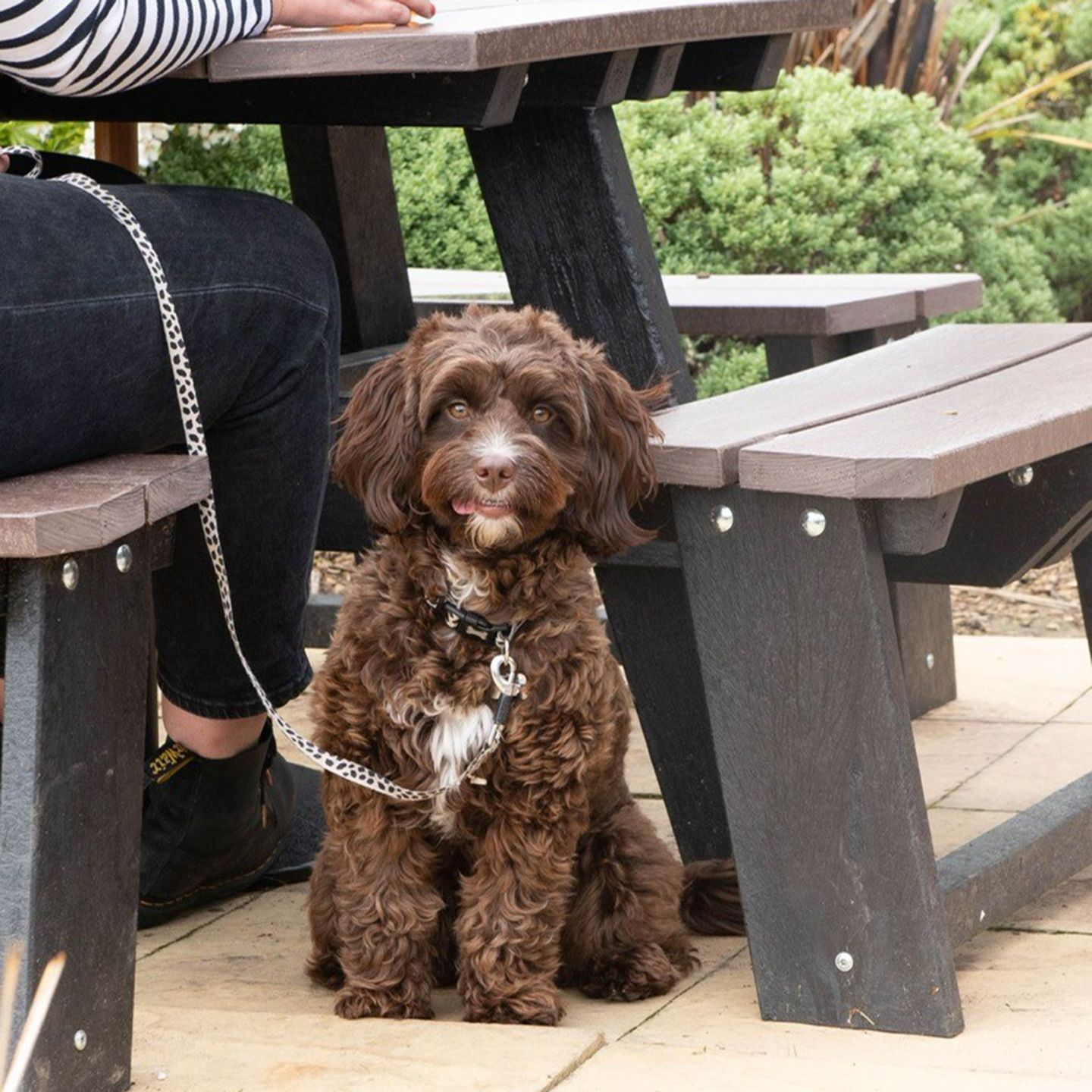 Your local dog friendly pub in Liverpool